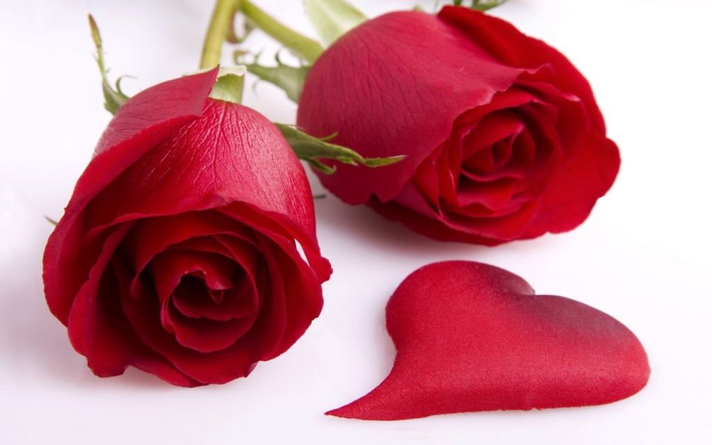 beauty of red rose